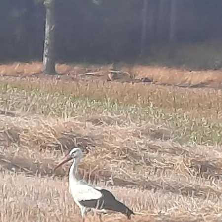 度假居 Lesniczowka Fingrowa Huta