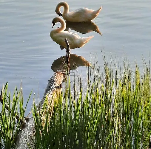 Lesniczowka * Fingrowa Huta