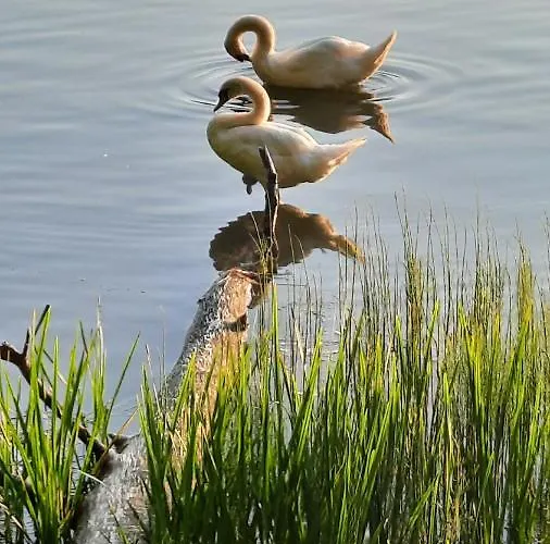 Lesniczowka Fingrowa Huta