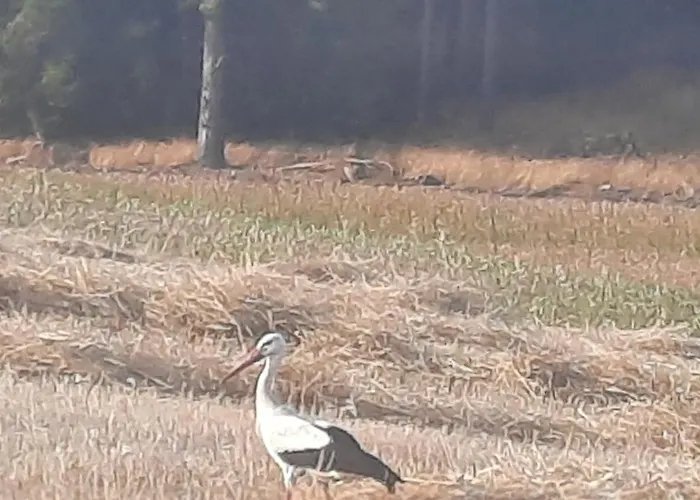 Prázdninový dům Lesniczowka Fingrowa Huta